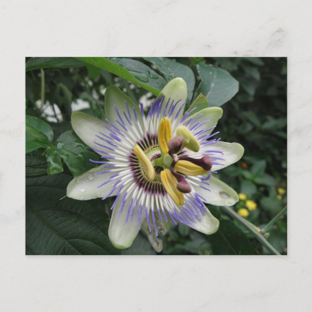 Carte postale Passion Flower (Devant)
