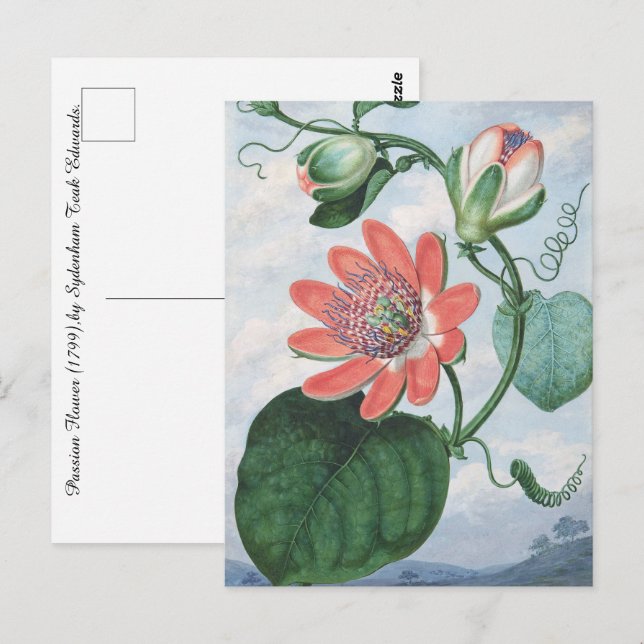 Carte Postale Passion Flower (1799), de Sydenham Teak Edwards. (Devant / Derrière)