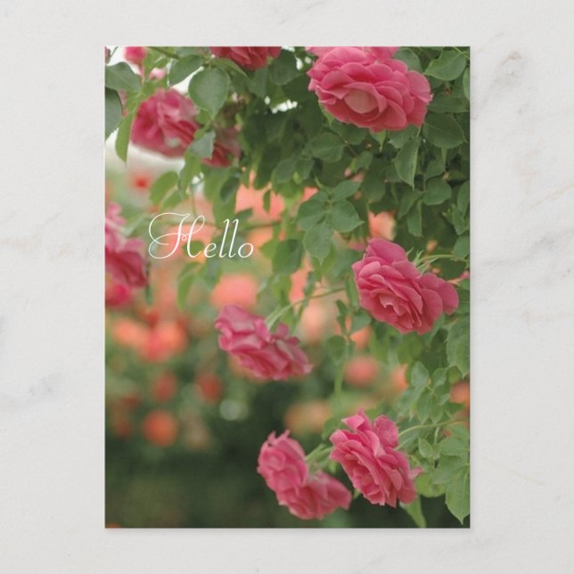 Carte postale Passion rose (Devant)