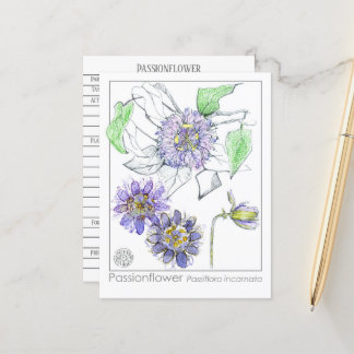 Carte Postale Passionflower Materia Medica Herbal Study Card