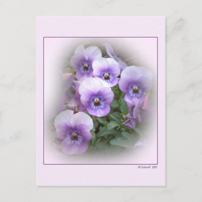 Carte Postale Pastel Pansies (Devant)