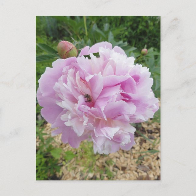 Carte Postale Pastel Pink Peony et Miel Bee (Devant)