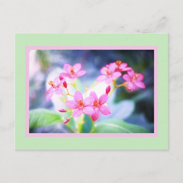 Carte postale Pastel Rose Fleurs (Devant)