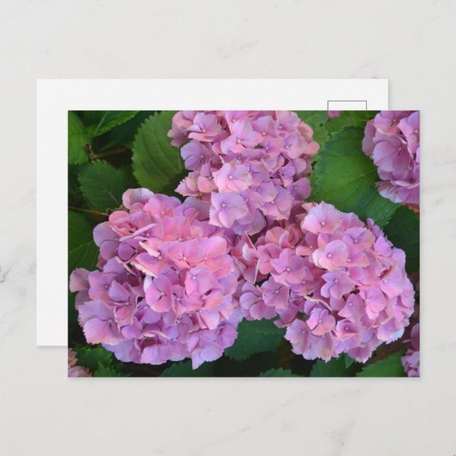Carte Postale Pastel rose Hortensia hydrangea fleurs (Devant / Derrière)