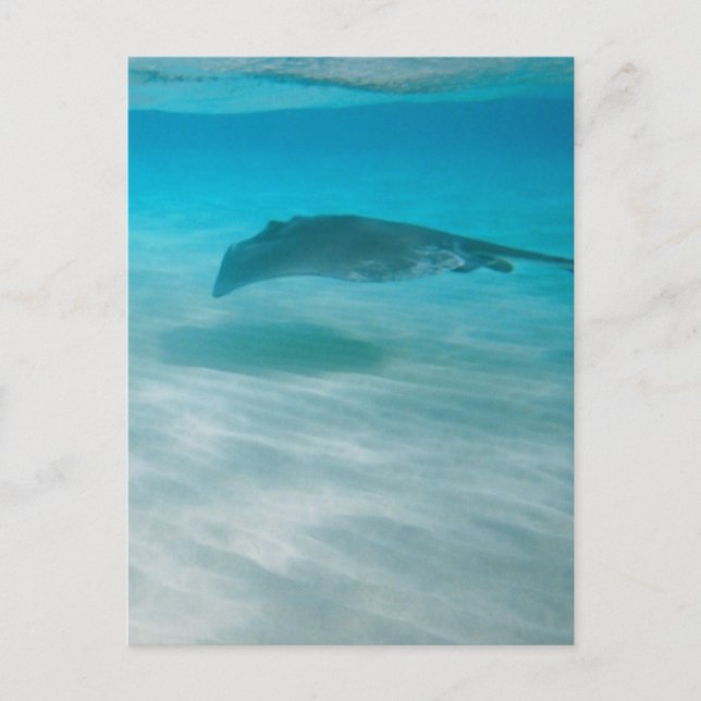 Carte Postale Pastenague croisant les Caraïbe (Devant)