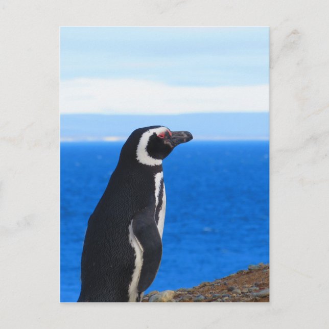 Carte Postale Patagonia Penguin (Devant)
