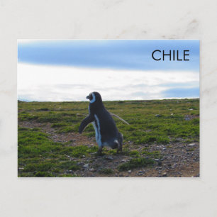 Carte Postale Patagonie Chili Penguin