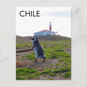 Carte Postale Patagonie Chili Penguin - Verticale