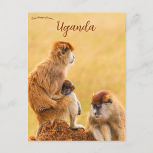 Carte Postale Patas Monkeys en Ouganda