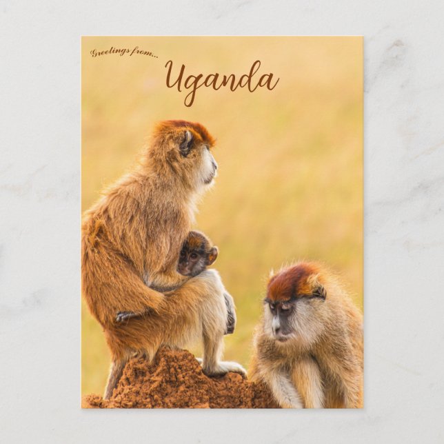 Carte Postale Patas Monkeys en Ouganda (Devant)