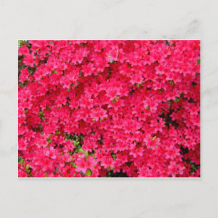 Carte Postale Patch de fleurs Red Azalea