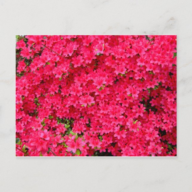 Carte Postale Patch de fleurs Red Azalea (Devant)