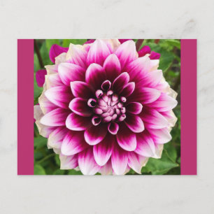 Carte Postale Patches Dahlia