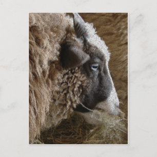 Carte Postale Patchwork Amy