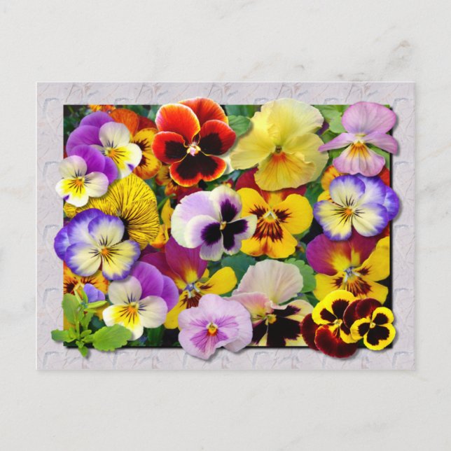CARTE POSTALE PATCHWORK PANSY (Devant)