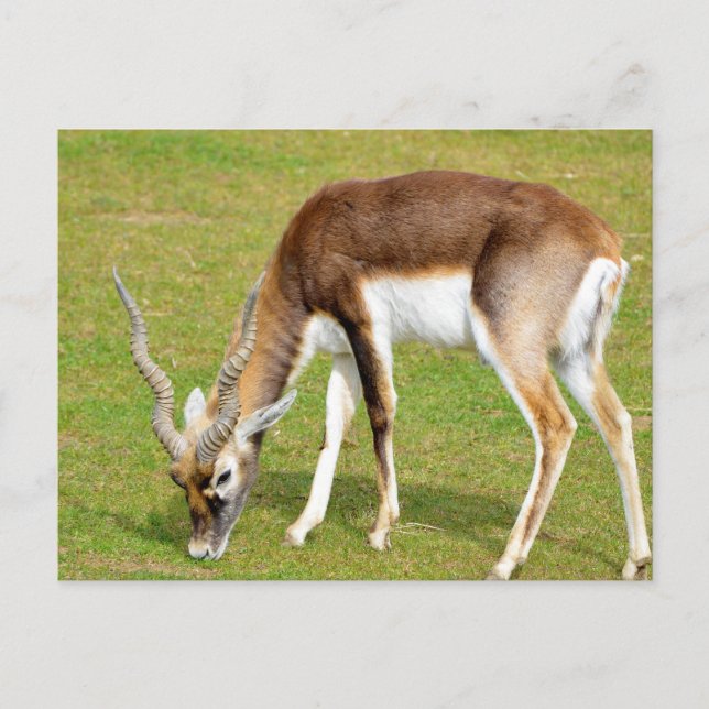 Carte Postale Pâte d'antilope indienne (Devant)