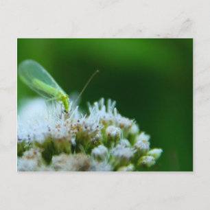 Carte Postale Pâte verte sur la fleur de Boneset