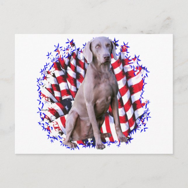 Carte Postale Patriot de Weimaraner (Devant)