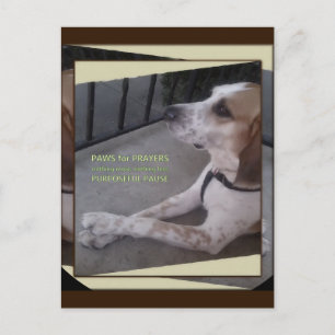 Carte postale Patrouilles de chien de prière