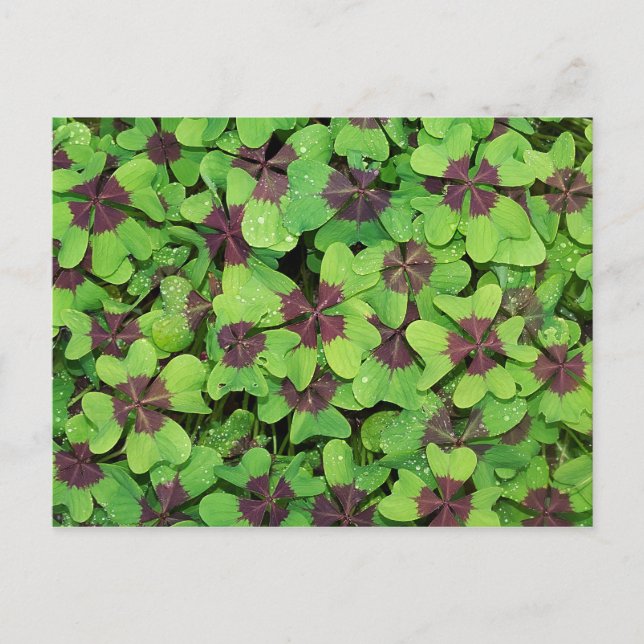 Carte Postale Patte de quatre feuilles de trèfle, Sorrel, avec D (Devant)