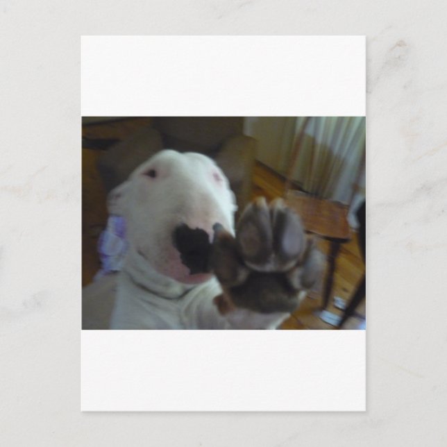 Carte Postale patte de taureau (Devant)