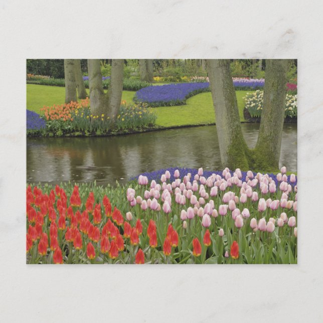 Carte Postale Pattern of tulips and grape hyacinth flowers, (Devant)