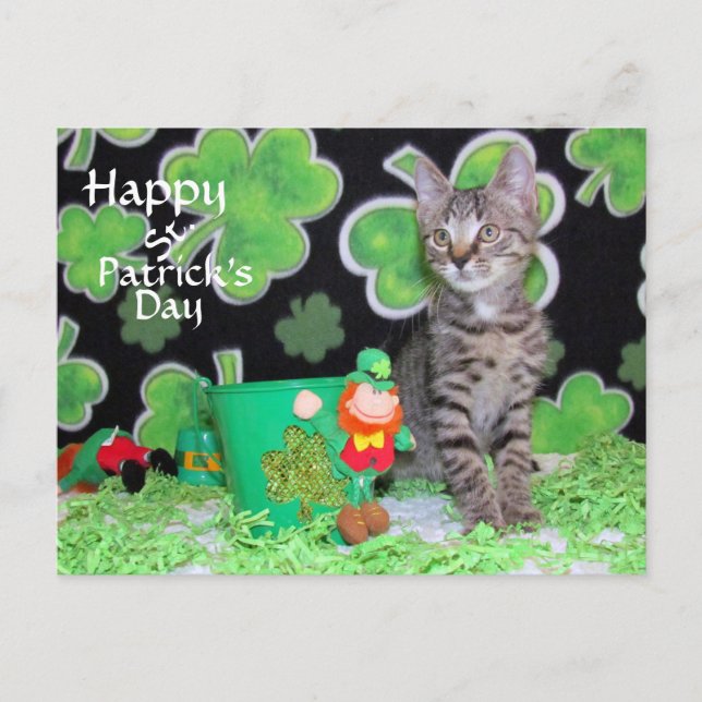 Carte Postale Patton's St. Patrick's Day Postcard - Chat / Kitte (Devant)