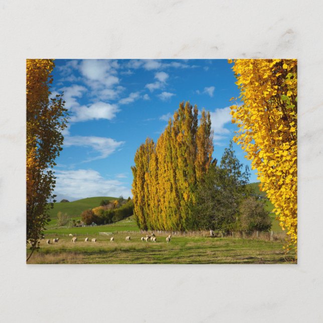 Carte Postale Pâturage avec des moutons (Devant)