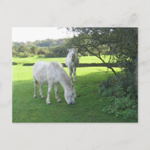 Carte postale Pâturage Cheval Blanc