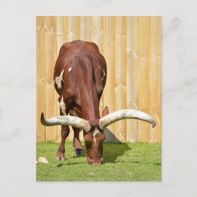 Carte Postale Pâturage d'Ankole-Watusi (Devant)