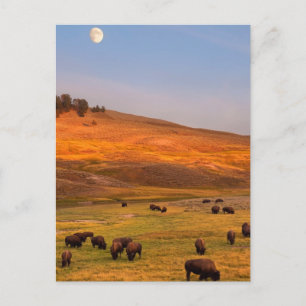 Carte Postale Pâturage de bisons sur la colline à Hayden Valley