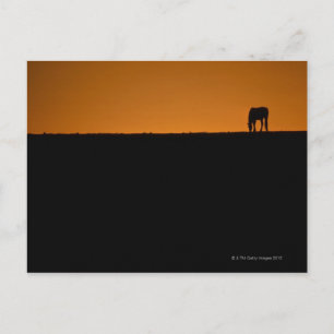 Carte Postale Pâturage de chevaux sur la ferme du Kentucky