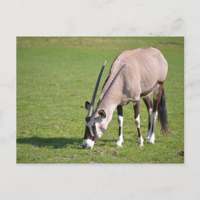 Carte Postale Pâturage de Gemsbok (Devant)
