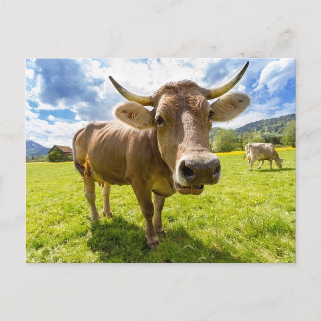 Carte Postale Pâturage de la vache noire (Devant)