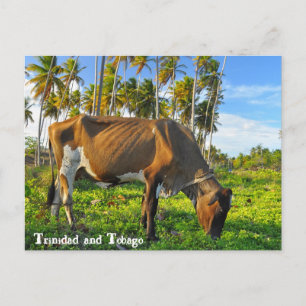 Carte Postale Pâturage de la vache parmi les cocotiers