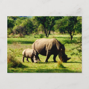 Carte Postale pâturage de rhinocéros