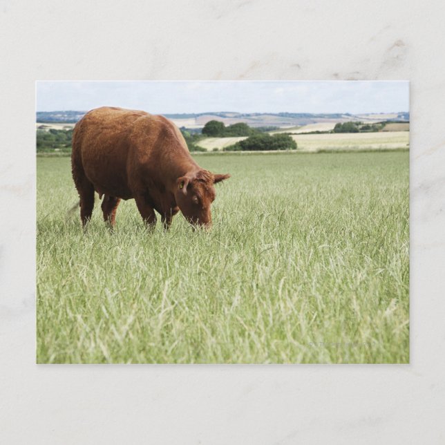 Carte Postale Pâturage de vache dans la prairie (Devant)
