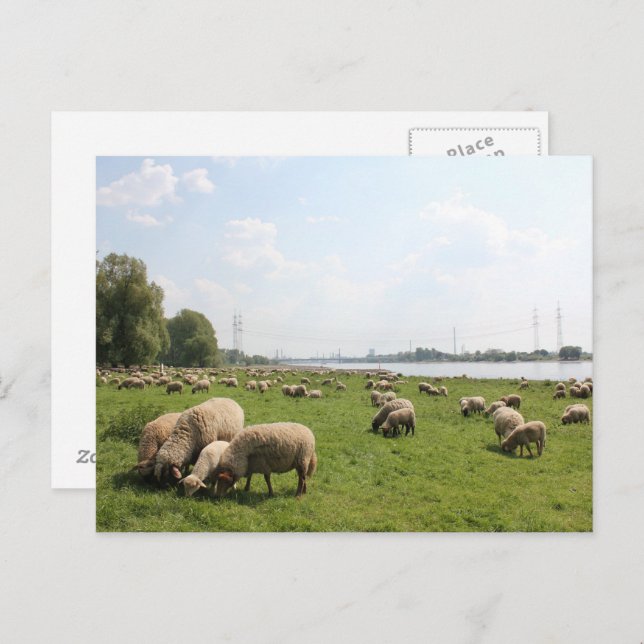 Carte Postale Pâturage des moutons au bord du Rhin (Devant / Derrière)