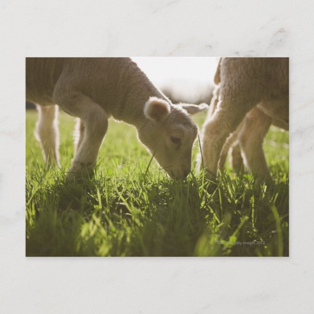 Carte Postale Pâturage des moutons dans l'herbe (Devant)