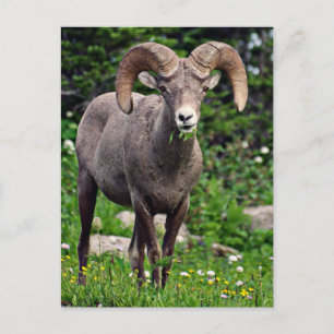Carte Postale Pâturage en bélier
