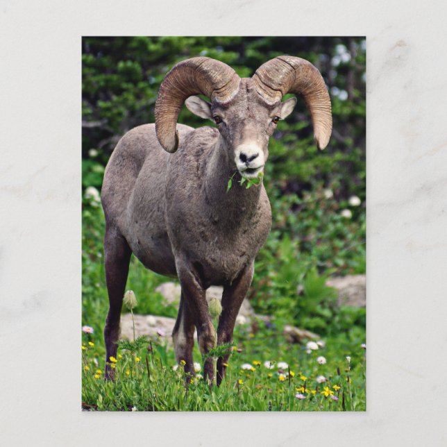 Carte Postale Pâturage en bélier (Devant)