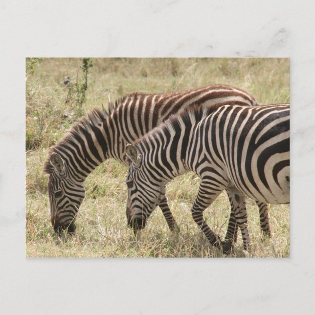 Carte Postale pâturage zèbre (Devant)