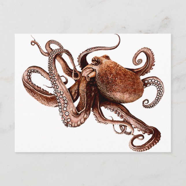Carte Postale Paul L'Octopus (Devant)