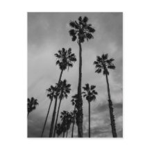 Paumes de B&W Los Angeles