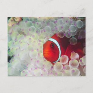 Carte Postale Paupau Nouvelle-Guinée, Grande barrière de corail,