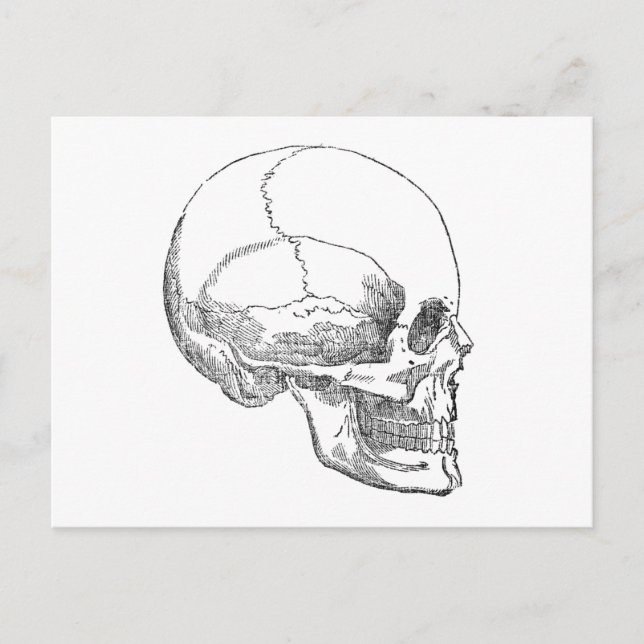 Carte Postale Pauvre crâne de Yorick (Devant)