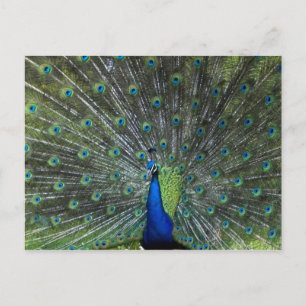 Carte Postale Pavanement de paon