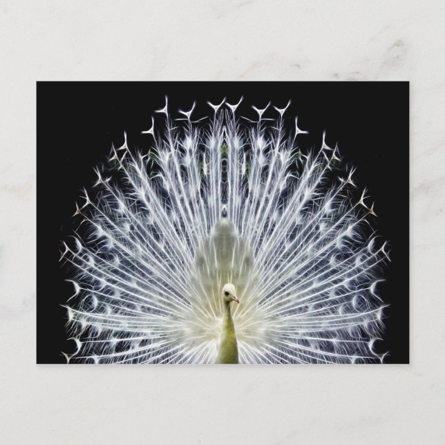 Carte Postale Pavillon blanc Peacock Animalia (Devant)