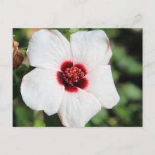 Carte Postale Pavonia Hastata # 2