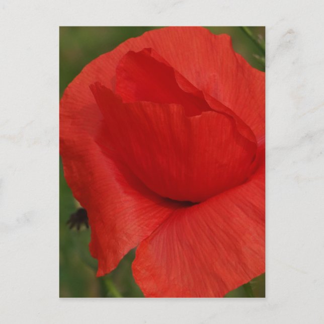Carte Postale Pavot (Devant)